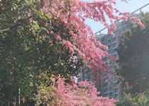 第一党支部 2024年 优秀党员 王春芳